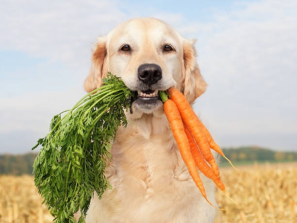 Healthy Vegetable for Puppies: Safe and Nutritious Options for Your Dog