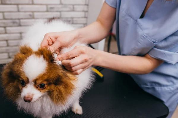 Tips for Finding the Best Holistic Pet Salon Services in Granite Bay, CA