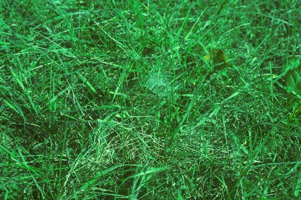 Premium Fertilizer Services That Promote Strong and Vibrant Turf Growth