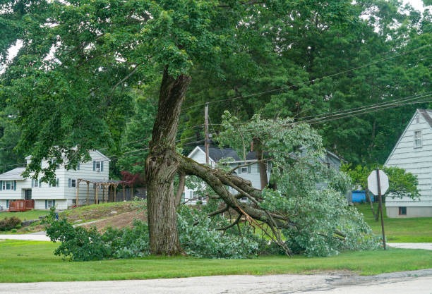 Comprehensive Tree Service Janesville for All Your Tree Care Requirements