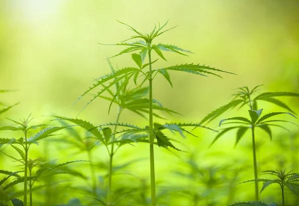 Exploring the Basics of Delta-8 THC and Cannabinoid Products